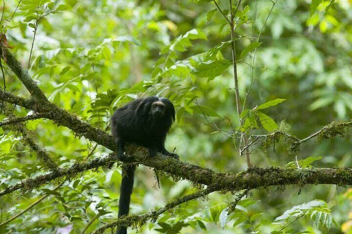 Sao Paulo Private Safari Black Lion Tamarin Tour   62fb404c 1ab9 4753 9ce8 Dbf58b6e7ec0 