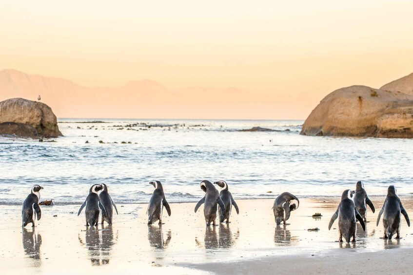 Picture 1 for Activity Cape Town: Penguin Watching at Boulders Beach Half Day Tour