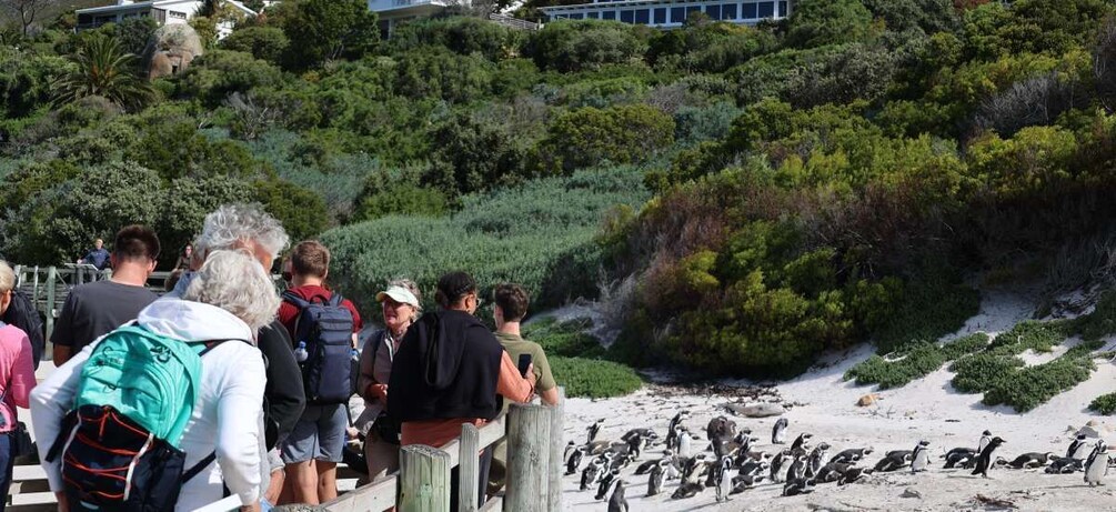 Picture 1 for Activity Cape Town: Penguin Watching at Boulders Beach Half Day Tour