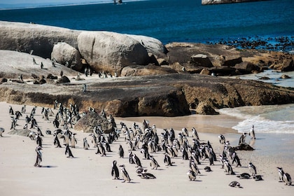 Kapstaden: Halvdagsutflykt till Boulders Beach för att titta på pingviner