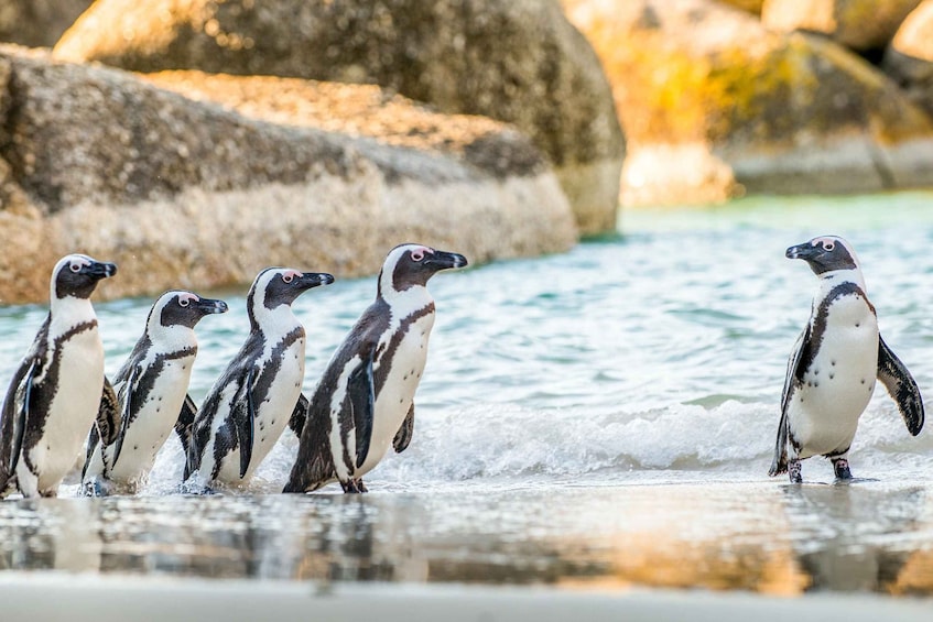 Picture 3 for Activity Cape Town: Penguin Watching at Boulders Beach Half Day Tour