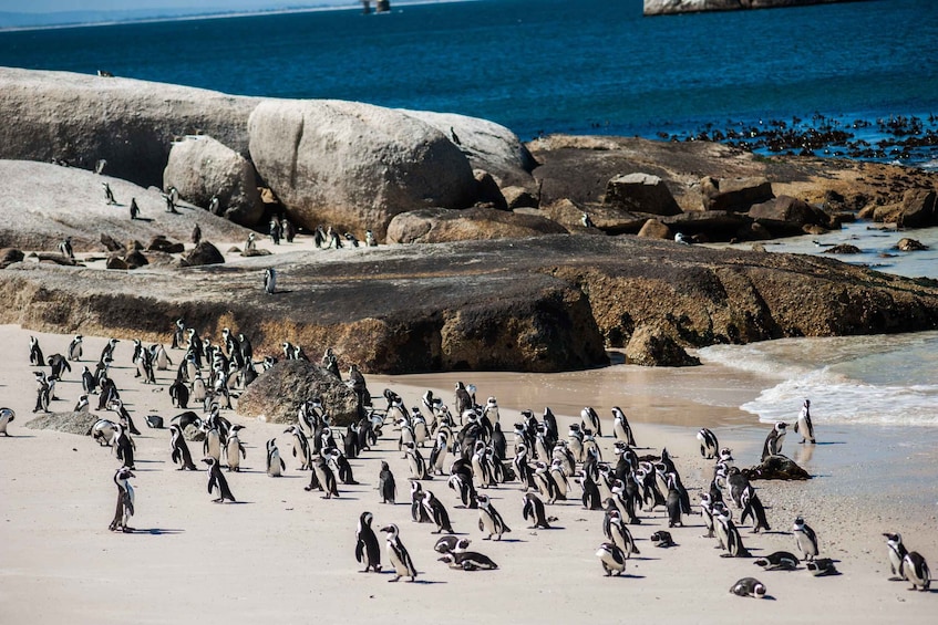 Cape Town: Penguin Watching at Boulders Beach Half Day Tour