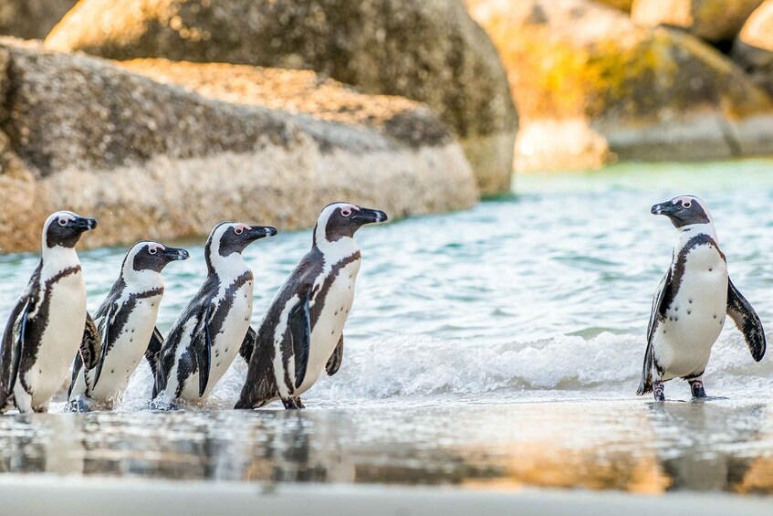 Picture 3 for Activity Cape Town: Penguin Watching at Boulders Beach Half Day Tour