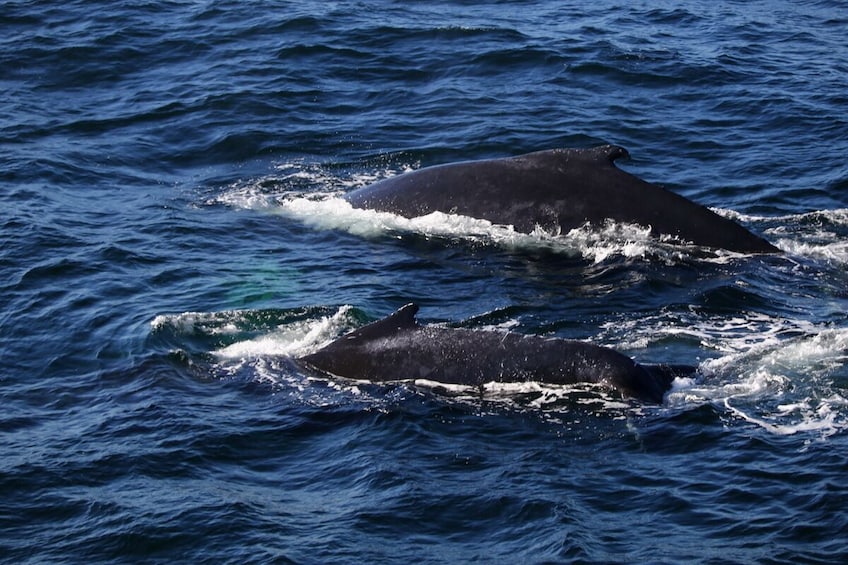 1-Day Cape Cod Tour from Boston