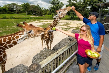 Zoo Miami: Generell inngangsbillett