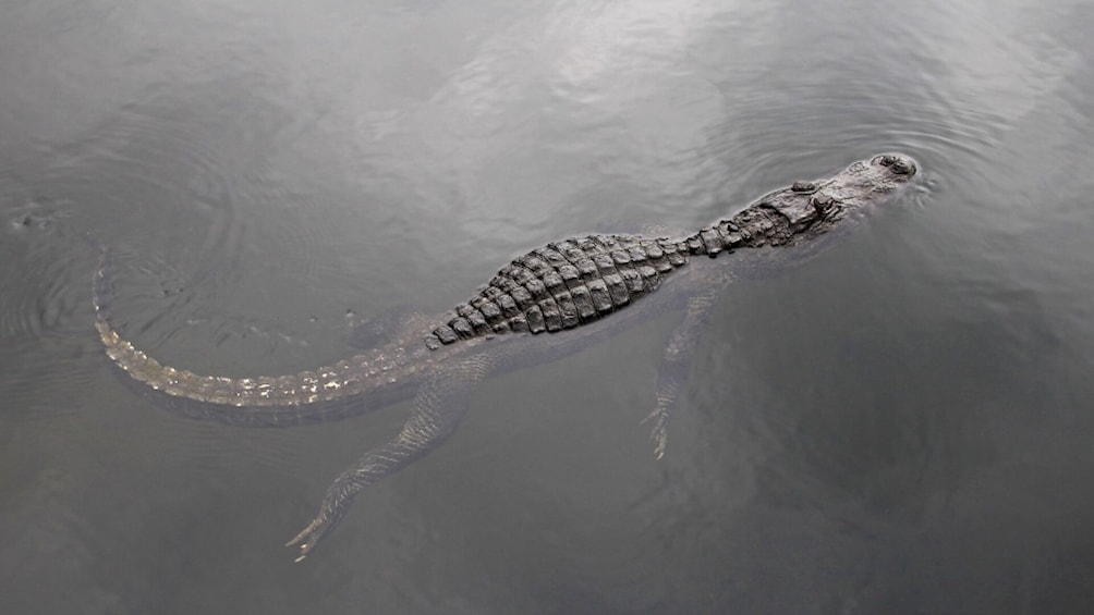 Everglades Express from Fort Lauderdale 