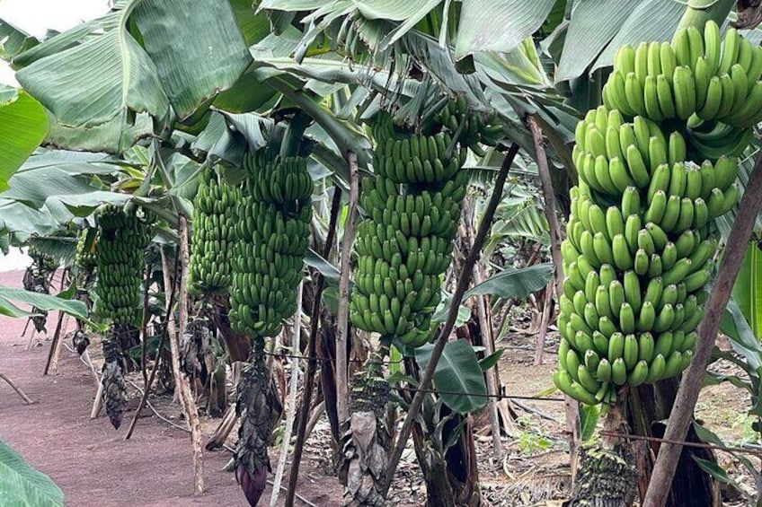 Guided visit to the Banana Museum