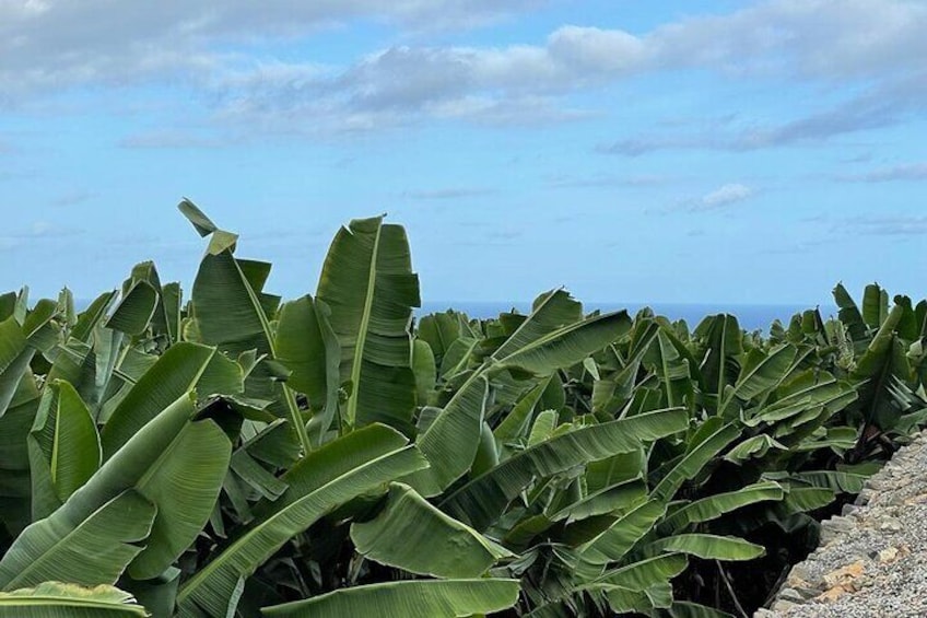 Guided visit to the Banana Museum