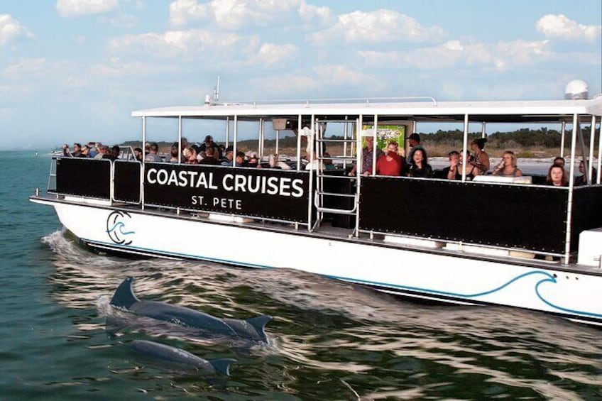 St. Pete Dolphin Watching and Shelling Adventure