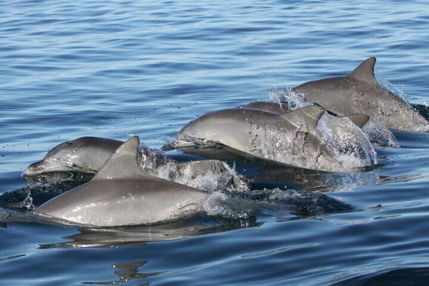 St. Pete Dolphin Watching and Shelling Adventure