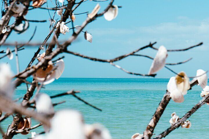 St. Pete Dolphin Watching and Shelling Adventure