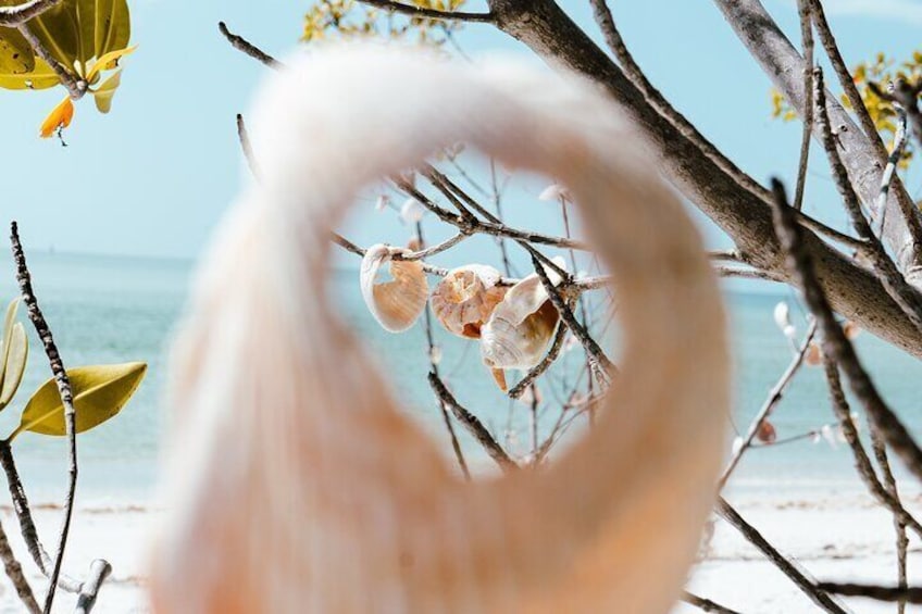 St. Pete Dolphin Watching and Shelling Adventure
