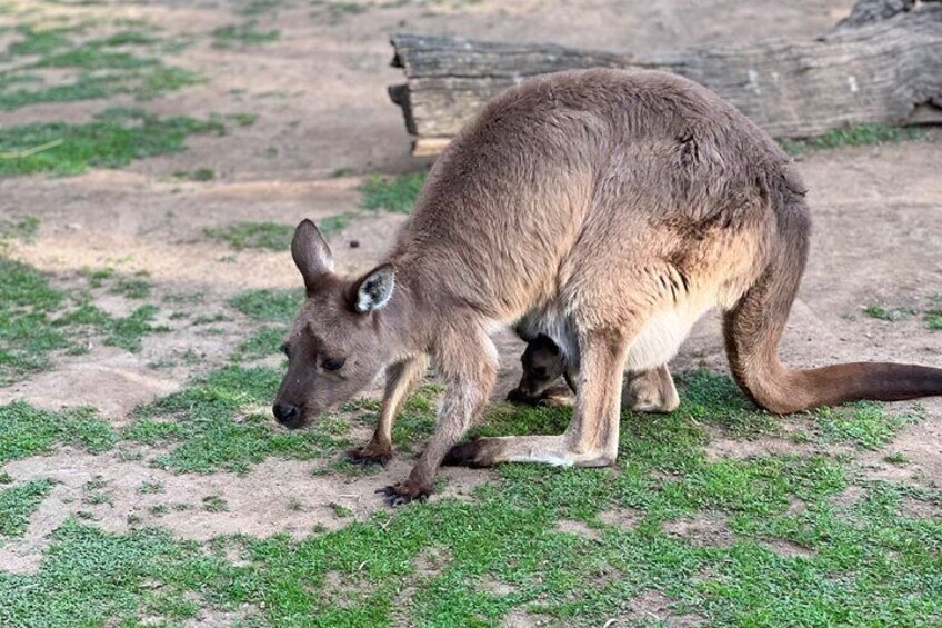 Kangaroo