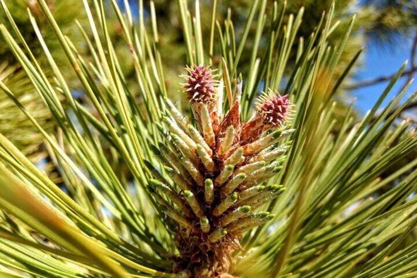 This tree actually needs fire for its lifecycle (hint it smells like butterscotch).