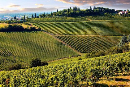 Desde Pisa o Lucca: degustación de vino de Chianti toscano de medio día