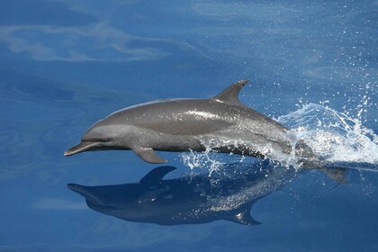 Vrsar : Excursion en bateau d’observation des dauphins, y compris les boiss...