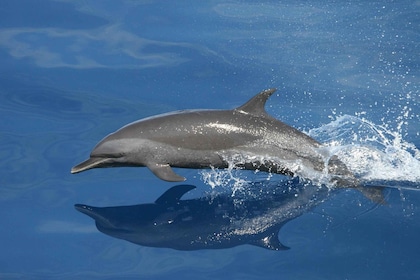 Vrsar: Excursión en barco para avistar delfines con bebidas incluidas