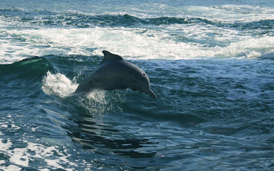 Picture 6 for Activity Vrsar: Dolphin Watching Boat Tour including Drinks