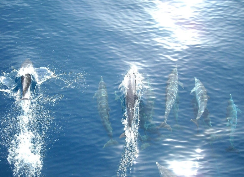 Picture 2 for Activity Vrsar: 2-Hour Dolphin Watching Tour including Drinks