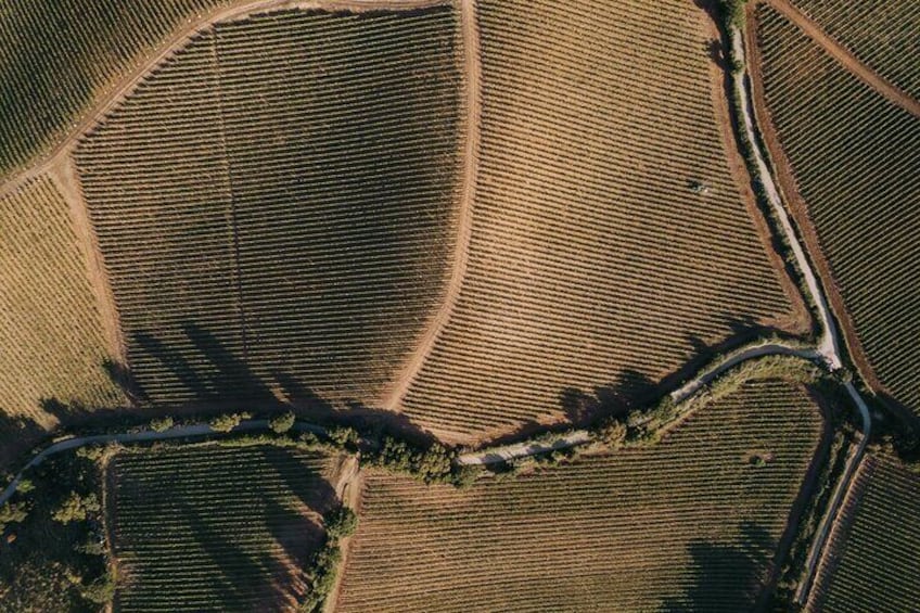 Wine Tasting for Small Groups in the Palermo Countryside