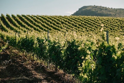 Wine Tasting for Small Groups in the Palermo Countryside