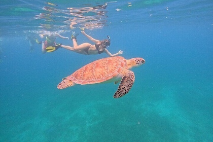 Culebra nuota con avventura delle tartarughe e spiaggia di flamenco in trag...