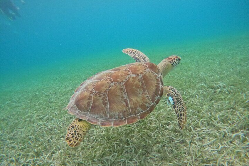  Culebra Swim with Turtles Adventure and Flamenco Beach by Ferry