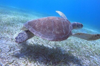 Plage Flamenco de l'île Culebra avec plongée en apnée et transport en ferry