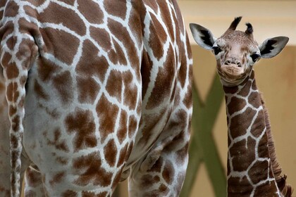 Amsterdam ARTIS Entrada al Zoo Real de Ámsterdam