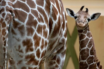 阿姆斯特丹：ARTIS 阿姆斯特丹皇家動物園門票