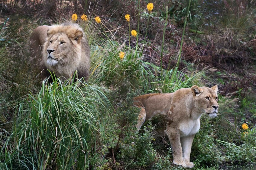Picture 3 for Activity Amsterdam: ARTIS Royal Zoo Entry Ticket