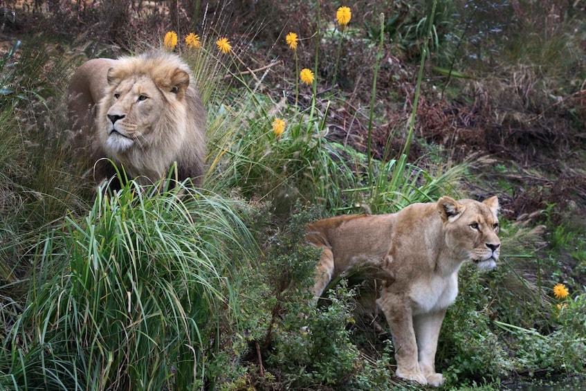 Picture 3 for Activity Amsterdam: ARTIS Royal Zoo Entry Ticket