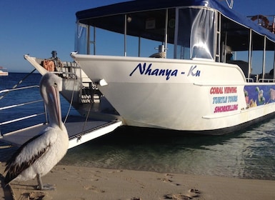Coral Bay: Ningaloo Reef 3-Hour Turtle Ecotour