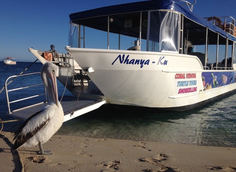 Coral Bay: Ningaloo Reef 3-Hour Turtle Ecotour