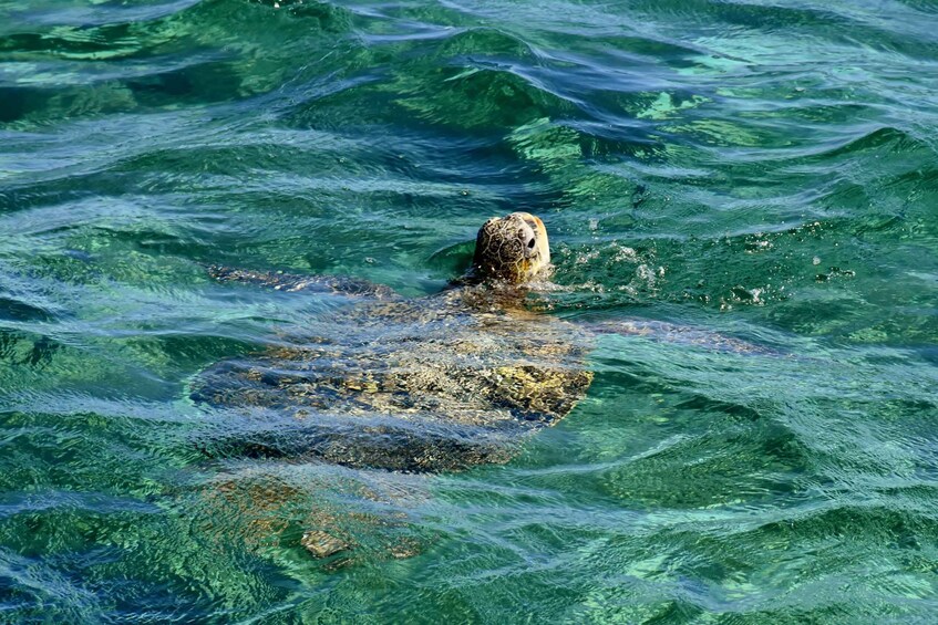 Picture 1 for Activity Coral Bay: Ningaloo Reef 3-Hour Turtle Ecotour