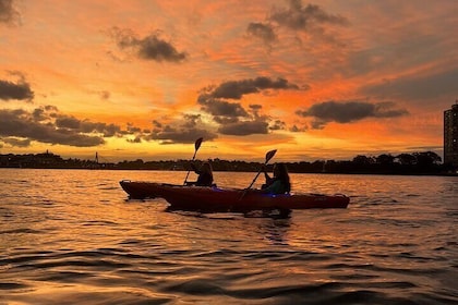 Sunset Paddle Session on Sydney Harbour