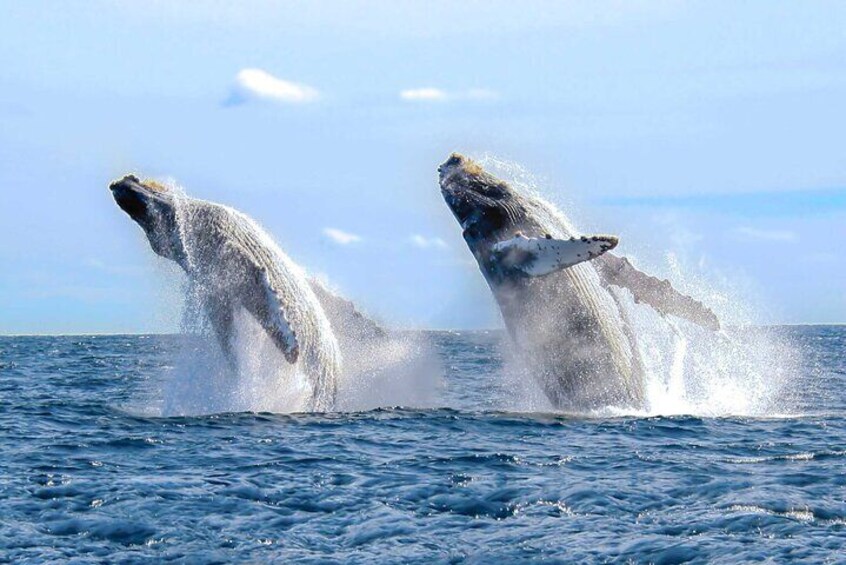 Humpback Whale Watching in Samana from Juan Dolio