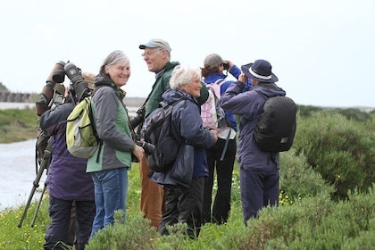 Half-day birdwatching at the Abicada marshed