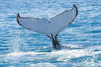 Royal Humpback Whale Exploration