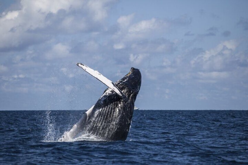 Royal Humpback Whale Experience