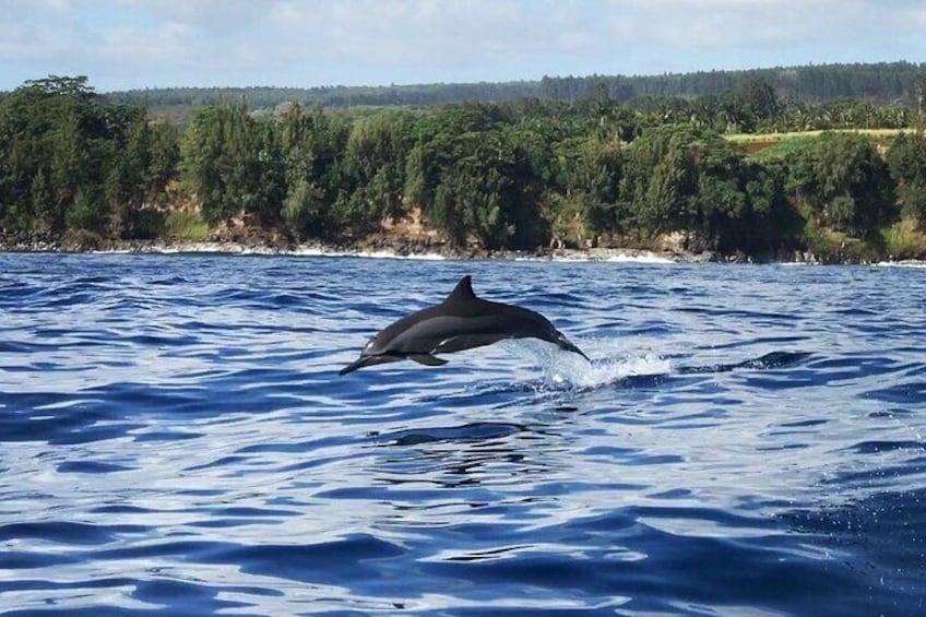 Bonus to the tour is when the spinner dolphins catch a ride on our wake!