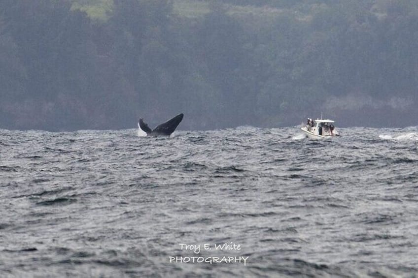 These gentle giants put on an amazing show.