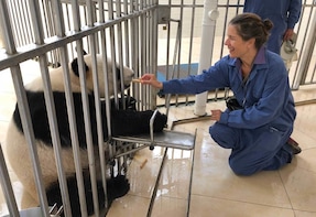 Panda Volunteer Programme at Dujiangyan Panda Base with Private Guide