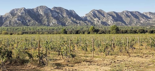 Arles, Saint-Rémy & Les Baux De Provence: Guided Tour