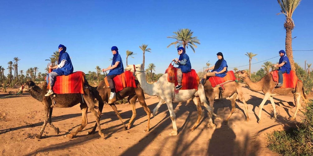 Picture 5 for Activity Agadir/Taghazout: Camel Rides with Tea Drink and Transfers