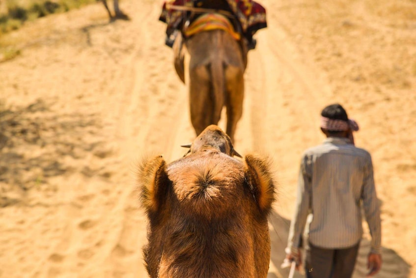 Picture 10 for Activity Agadir/Taghazout: Camel Riding and Flamingo River Tour