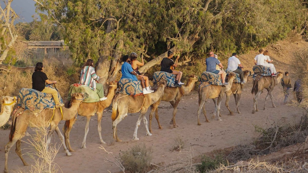 Picture 4 for Activity Agadir/Taghazout: Camel Rides with Tea Drink and Transfers