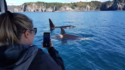 Whitianga : 2 heures de Cathedral Cove et de la côte volcanique croisière