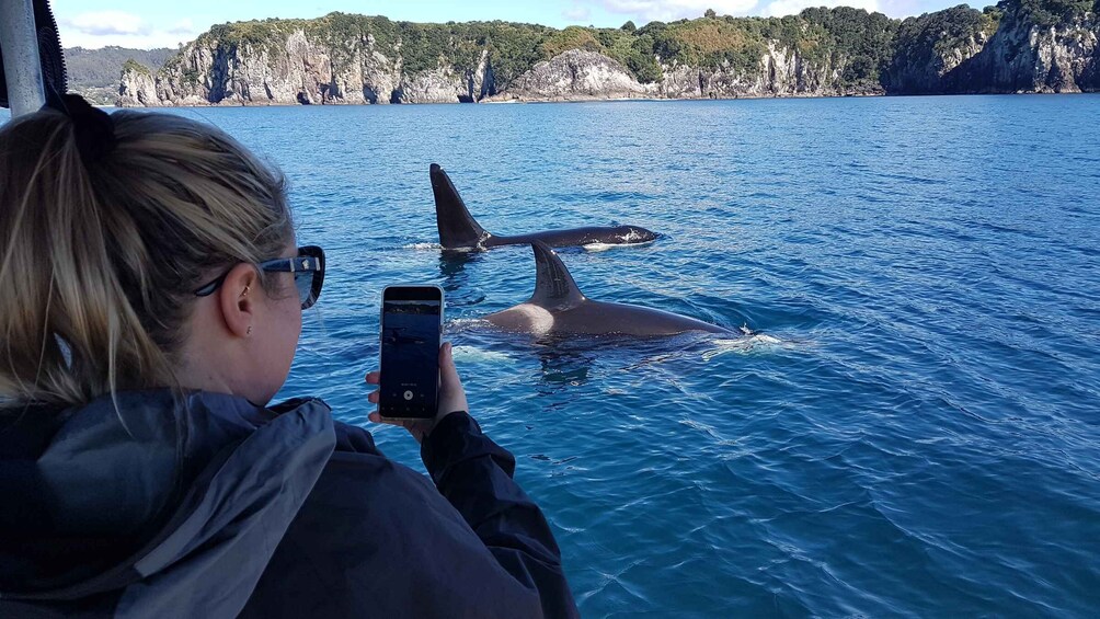 Picture 6 for Activity Whitianga: Cathedral Cove 2 Hour Boat Cruise