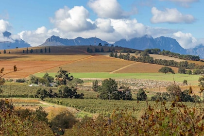 Stellenbosch: Cykeltur till Devon Valley Vineyards w. Lunch
